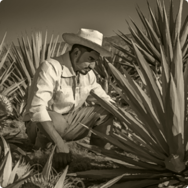 La meilleure plante pour la fabrication de la tequila
