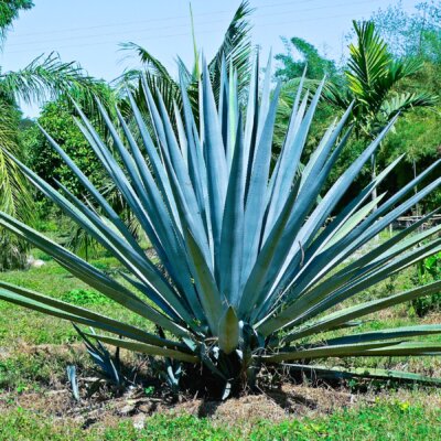 What is Tequila? 